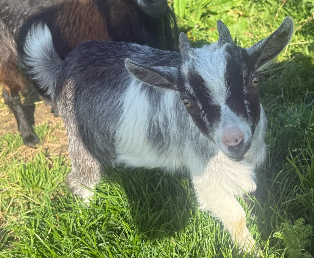 Castrated Pygmy kids - Image 1