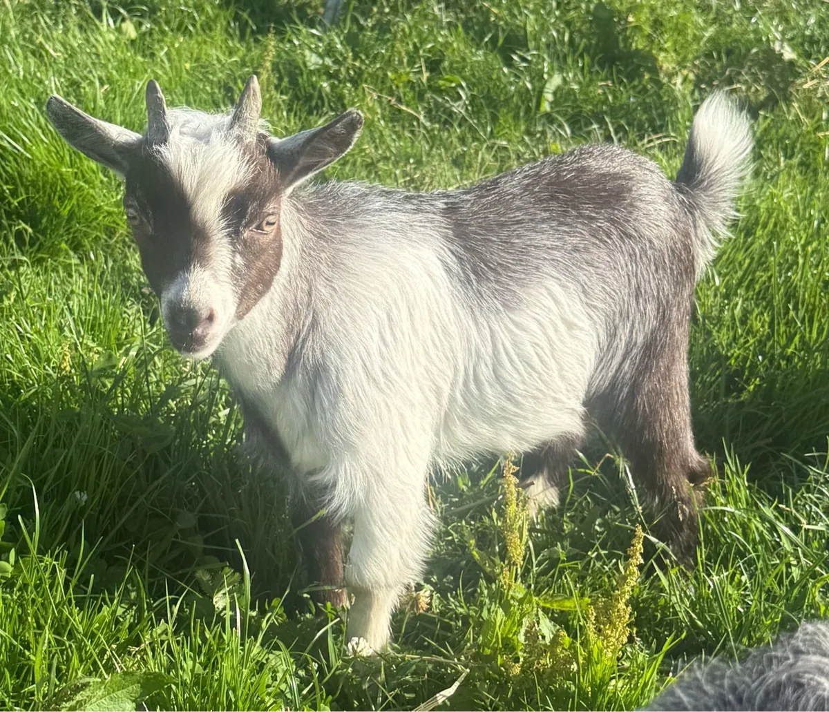 Castrated Pygmy kids - Image 2