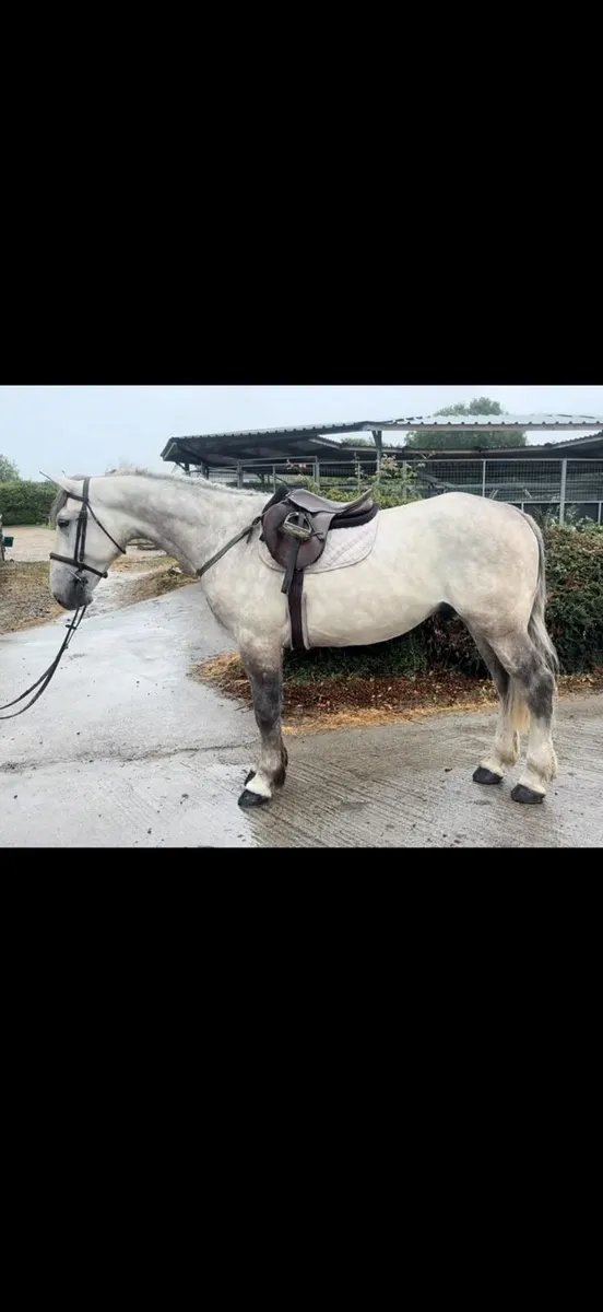 4yo RID gelding lot 548 thurs 9th goresbridge - Image 1