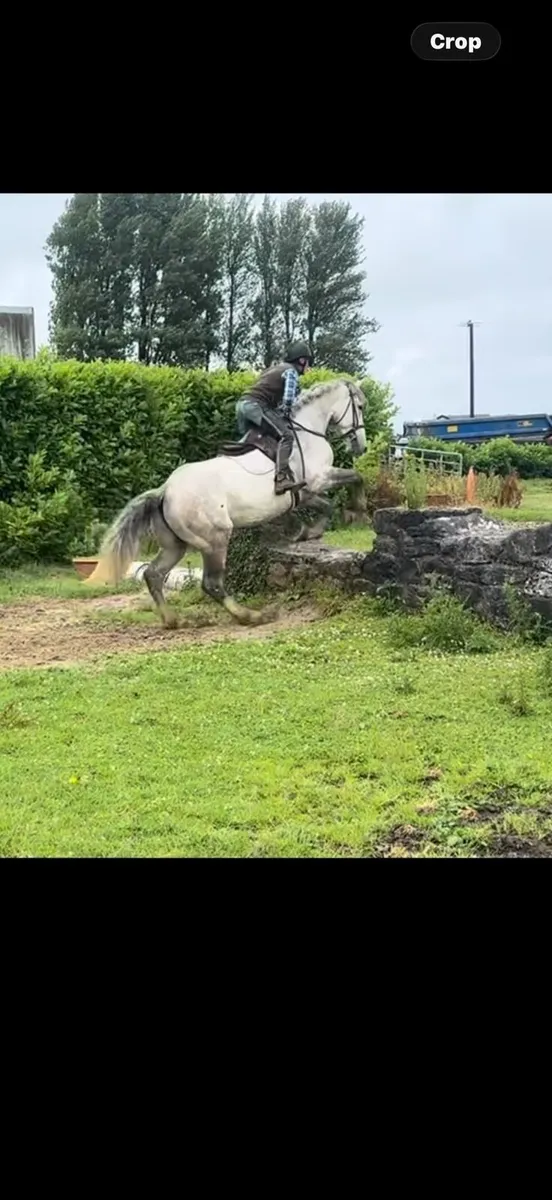 4yo RID gelding lot 548 thurs 9th goresbridge - Image 2