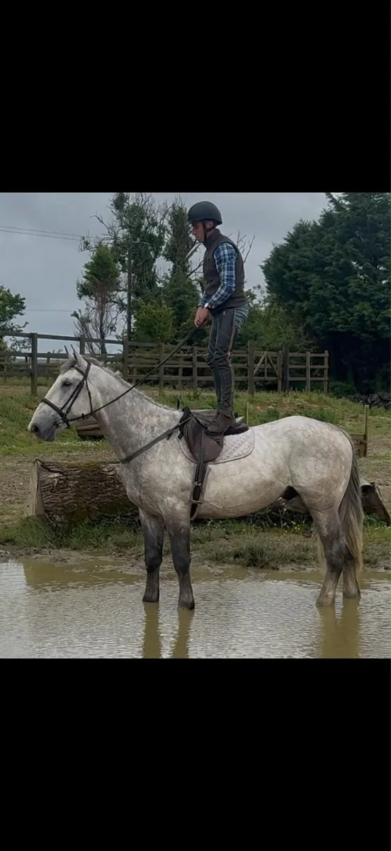 4yo RID gelding lot 548 thurs 9th goresbridge - Image 4