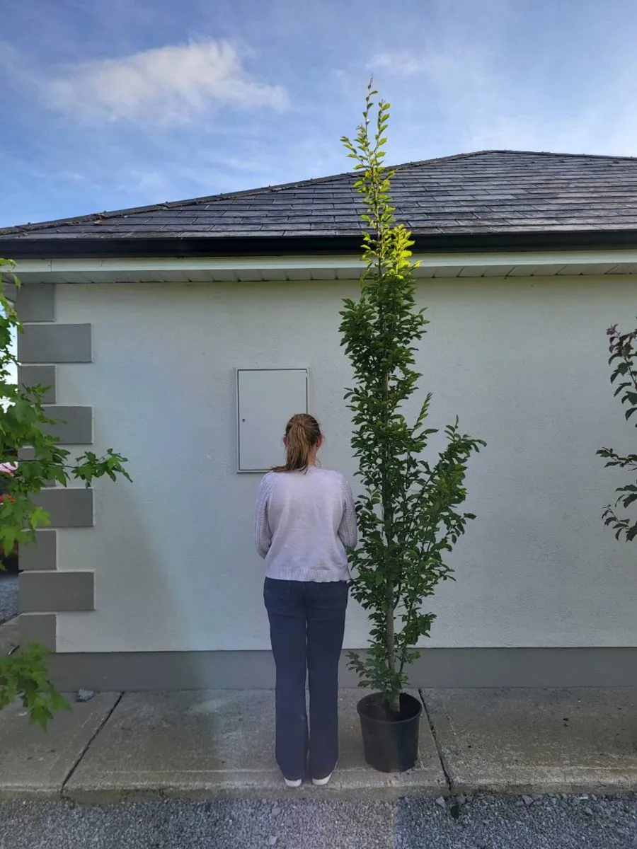 Trees - Image 4