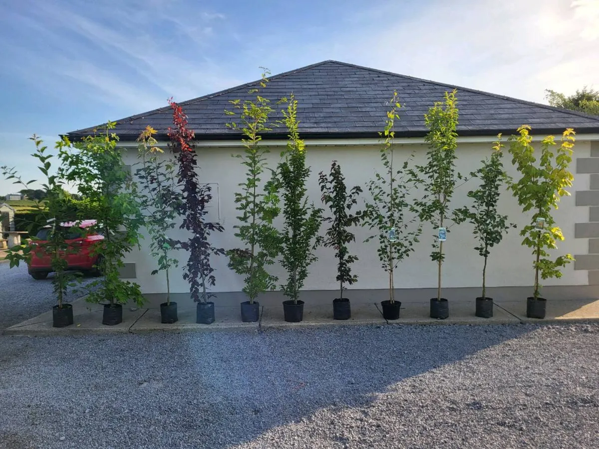 Trees - Image 1