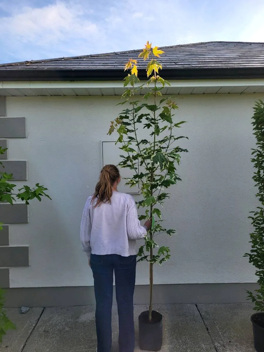 Trees - Image 4