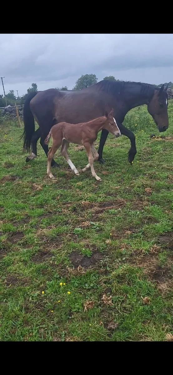 Mare and Foal