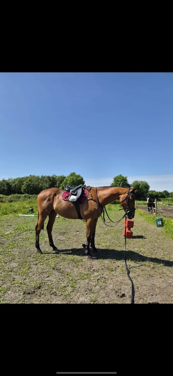 Thoroughbred Gelding - Image 3