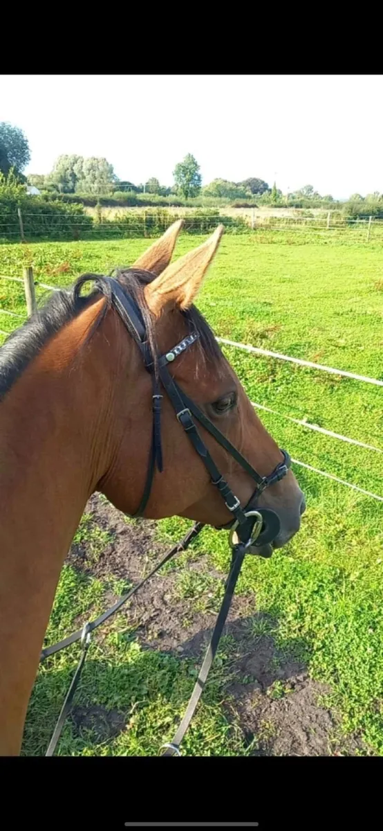 Thoroughbred Gelding - Image 4