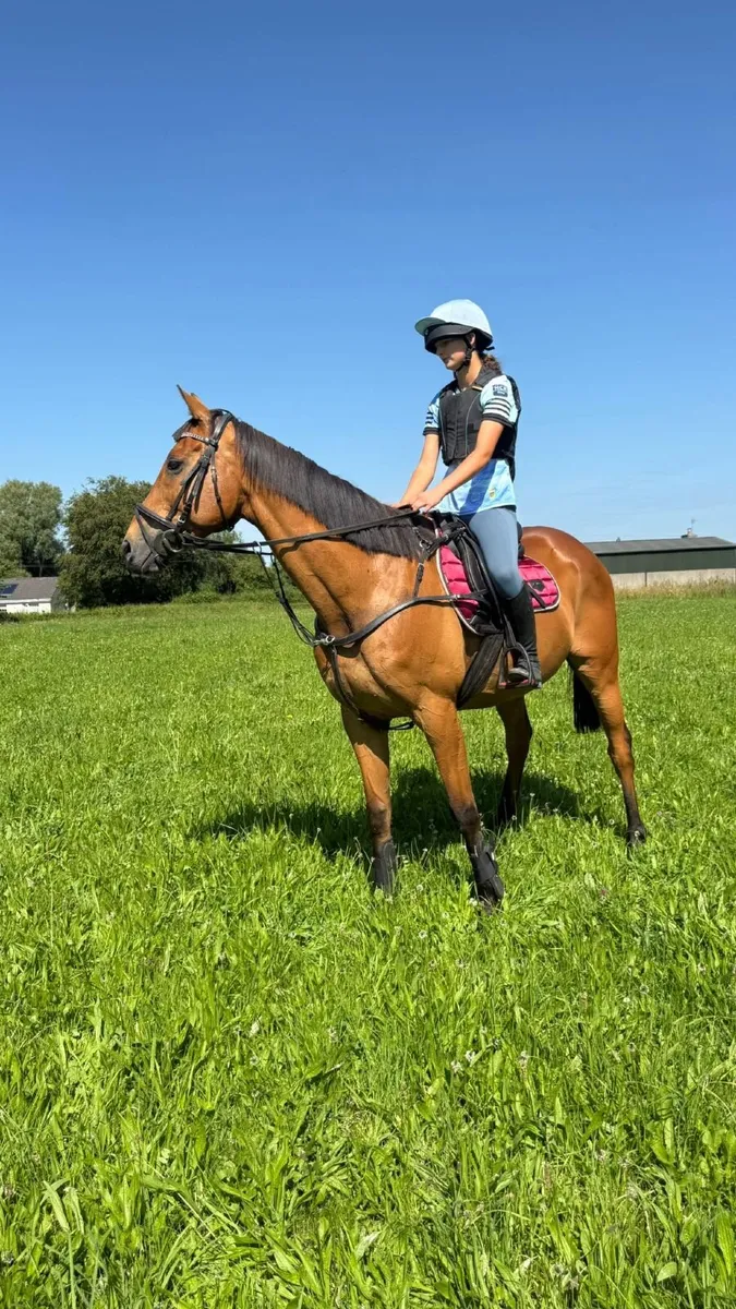 Thoroughbred Gelding - Image 1