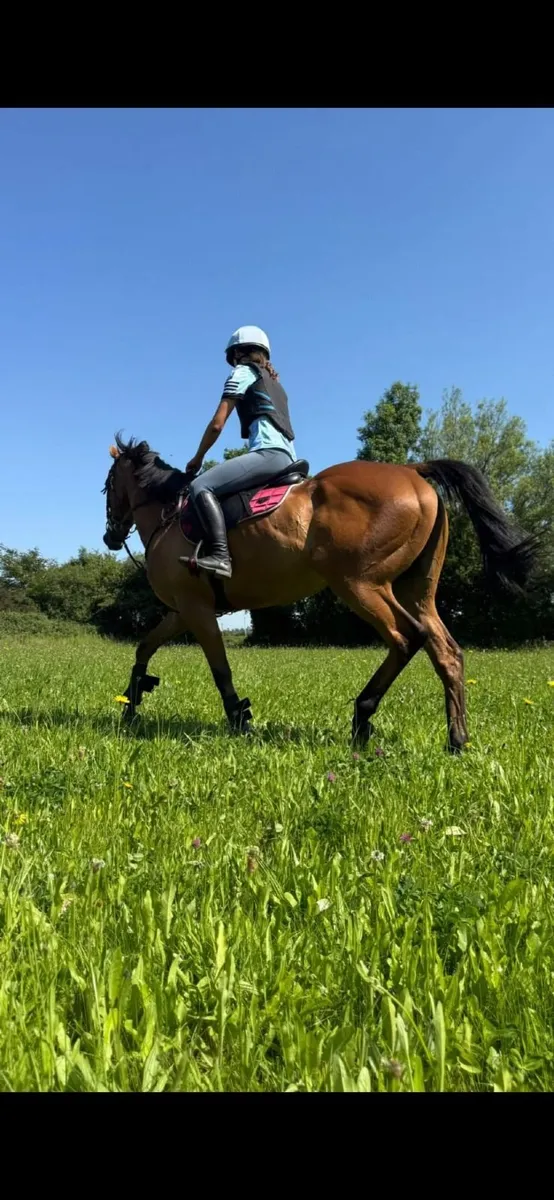 Thoroughbred Gelding - Image 2