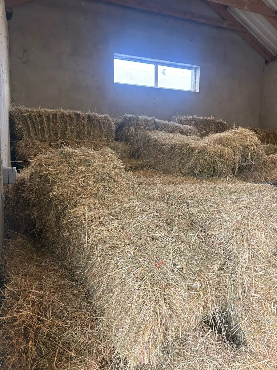Hay