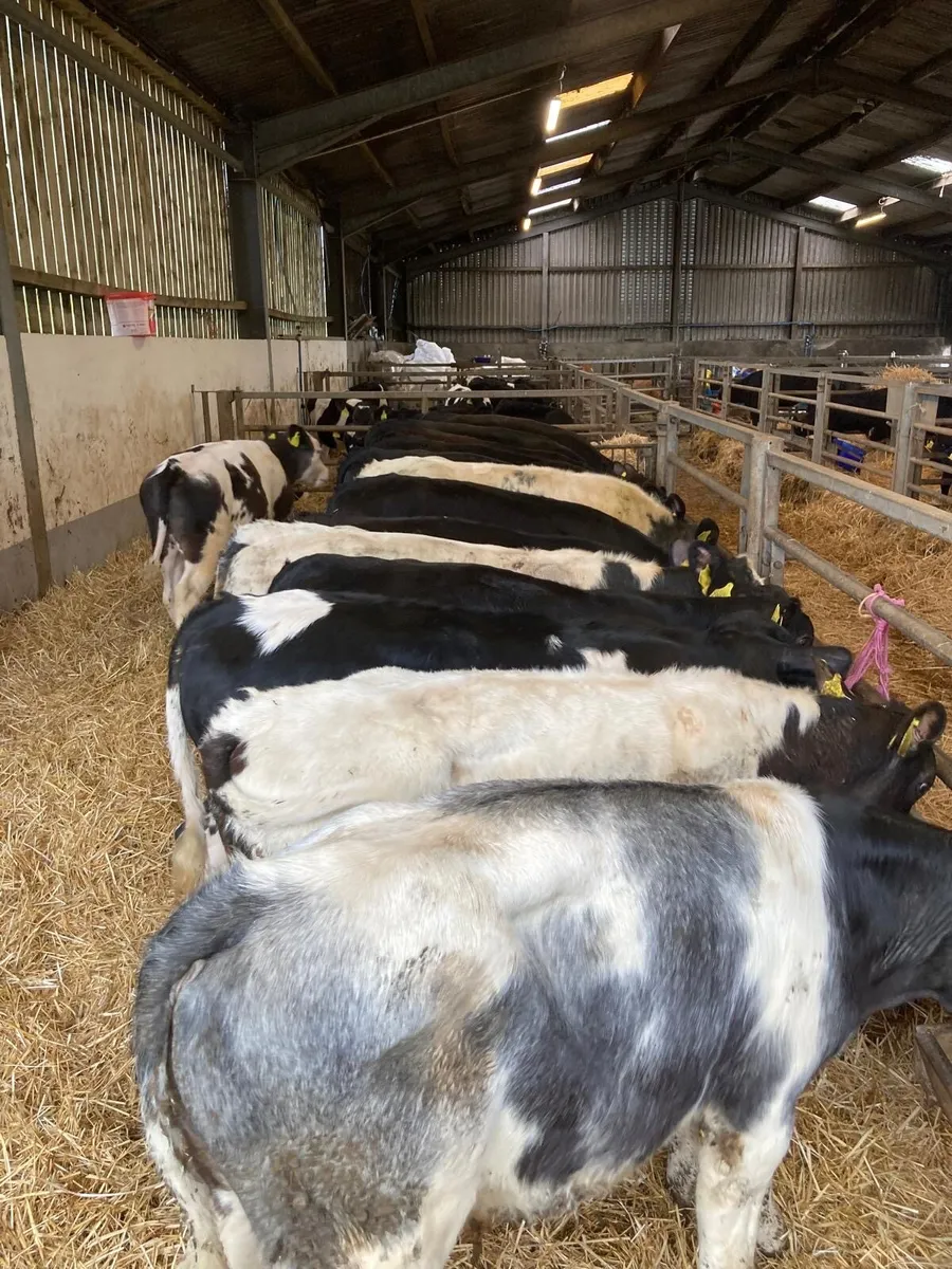 BB & AA bull’s. - Image 3
