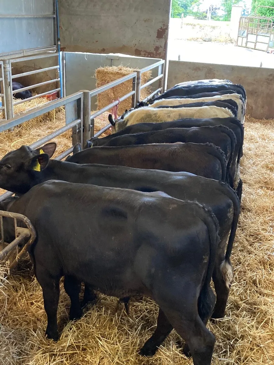 BB & AA bull’s. - Image 4