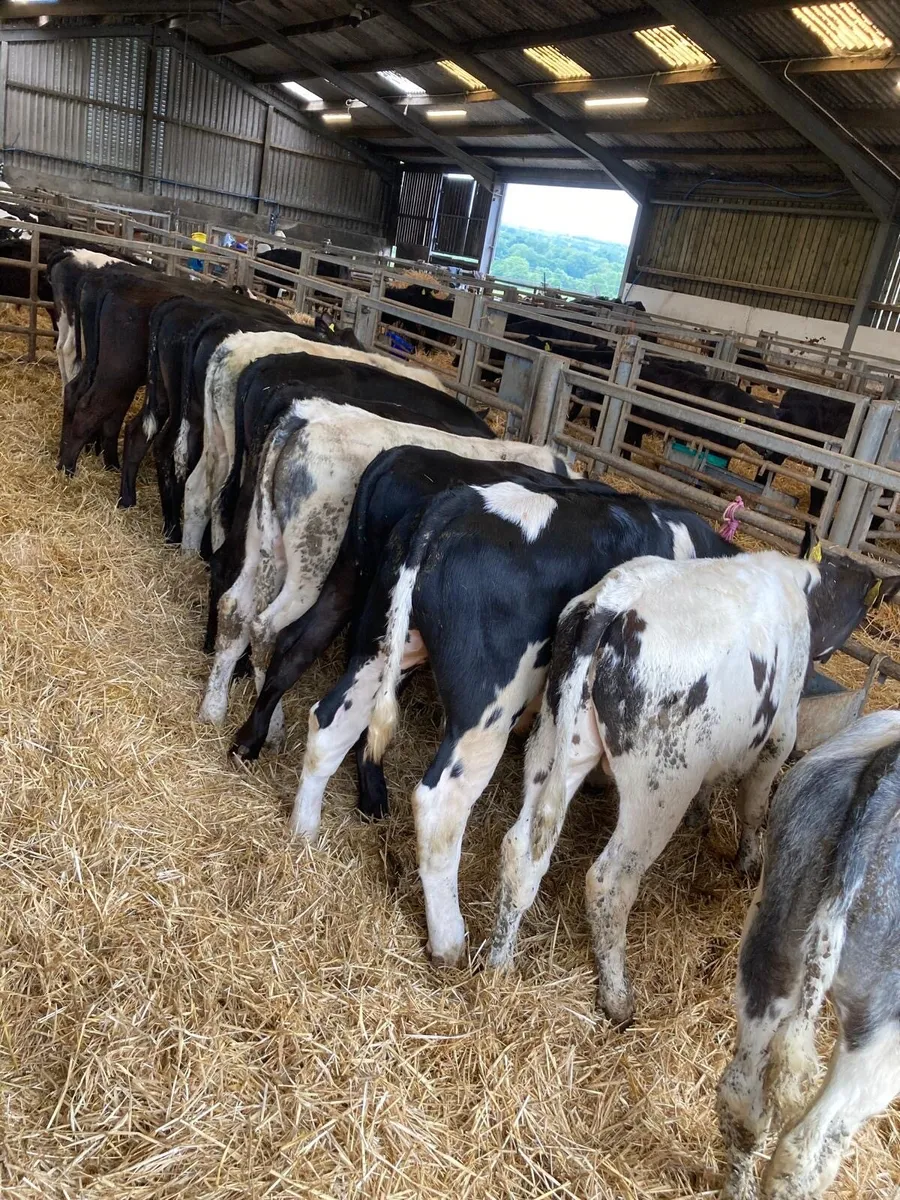 BB & AA bull’s. - Image 1
