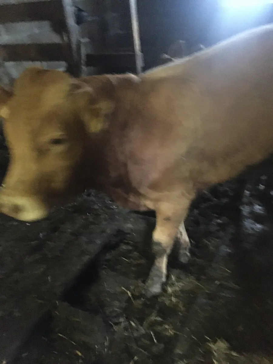3 Bulls for sale no private number or texts - Image 1