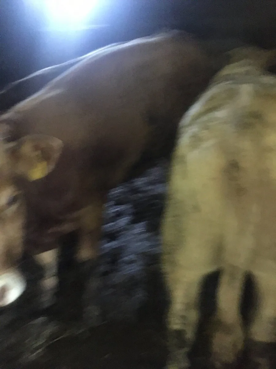 3 Bulls for sale no private number or texts - Image 2
