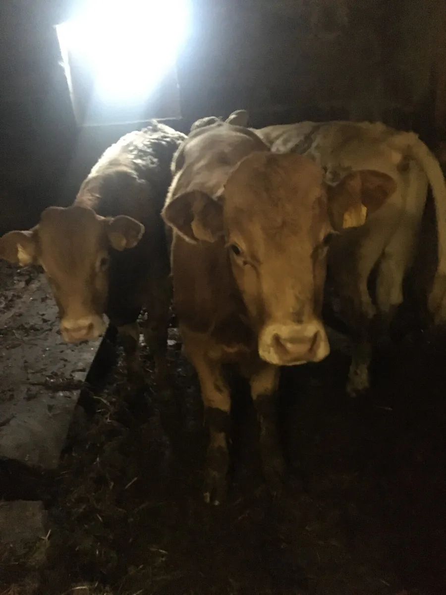 3 Bulls for sale no private number or texts - Image 3