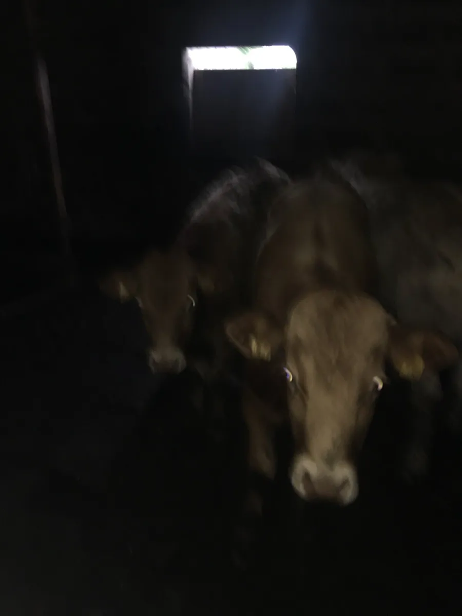 3 Bulls for sale no private number or texts - Image 4