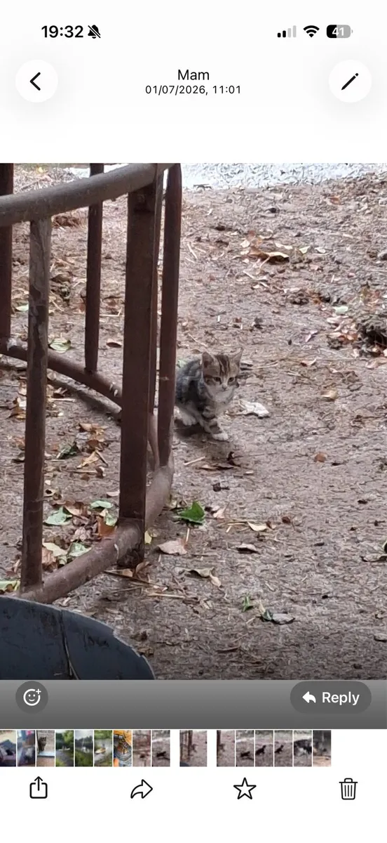 2 kittens free to good home - Image 1