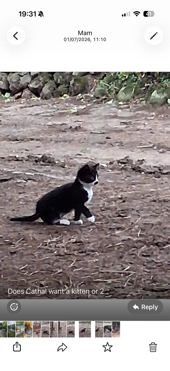 2 kittens free to good home - Image 2