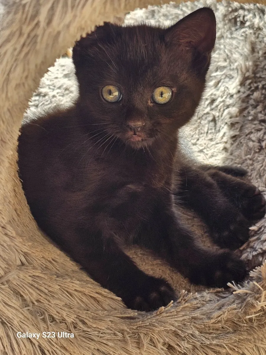Kitten - Image 2