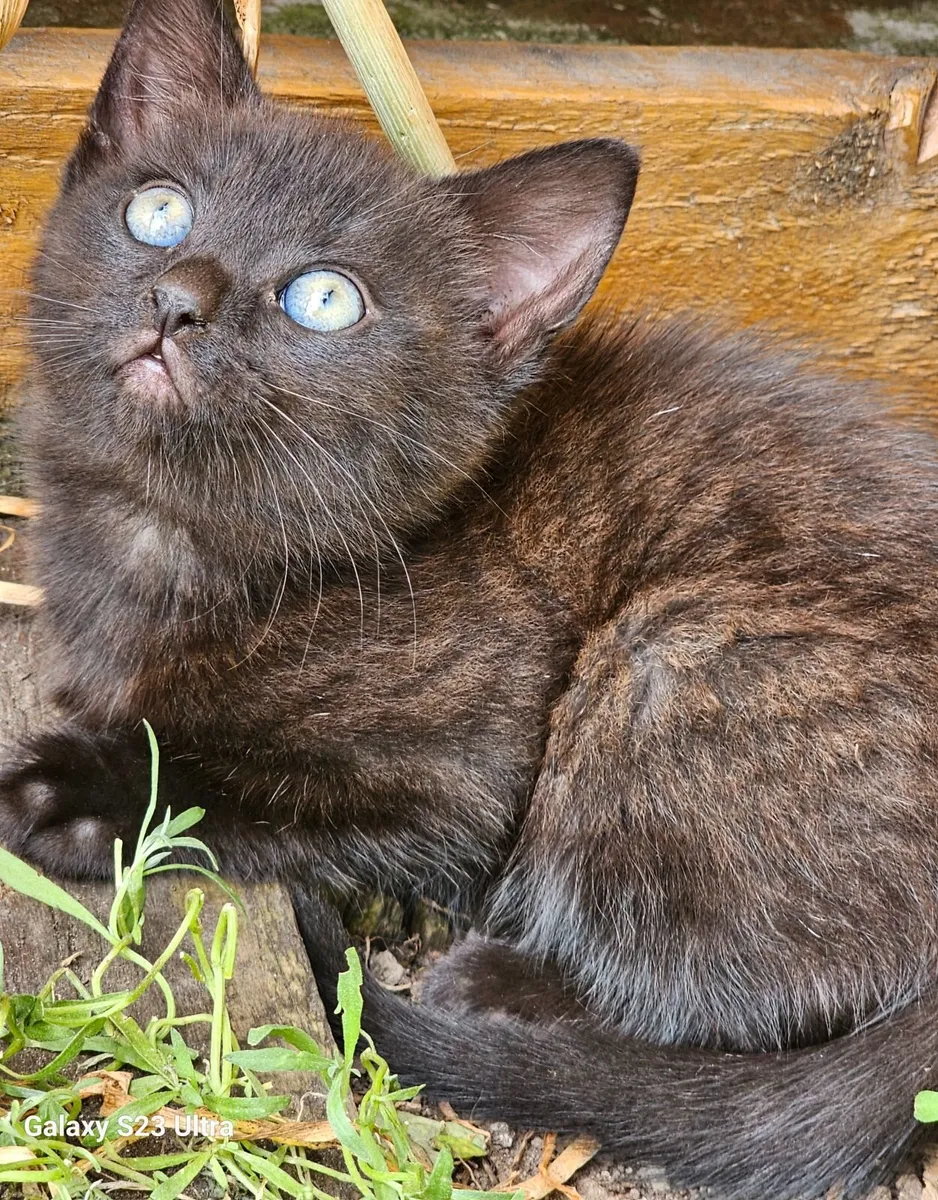 Kitten - Image 4