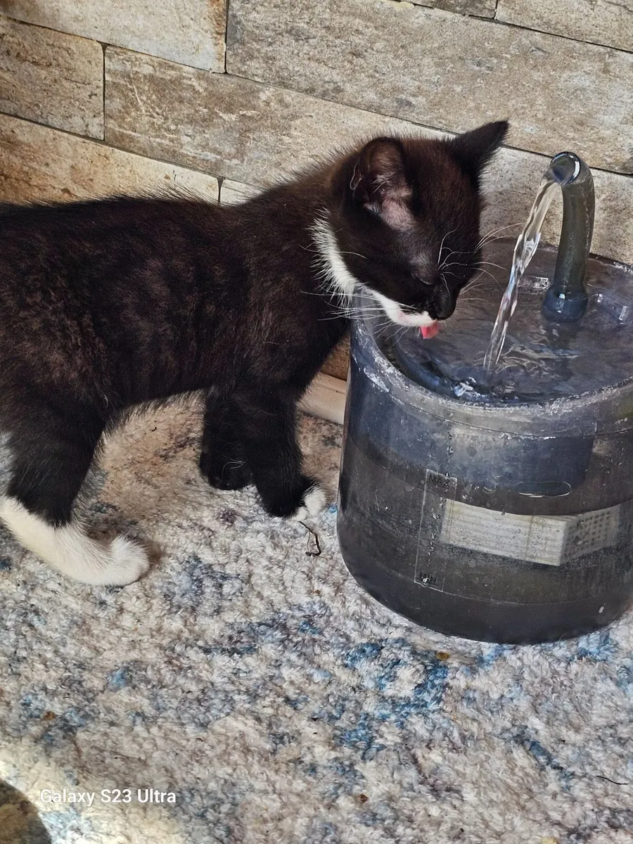 Kitten - Image 3