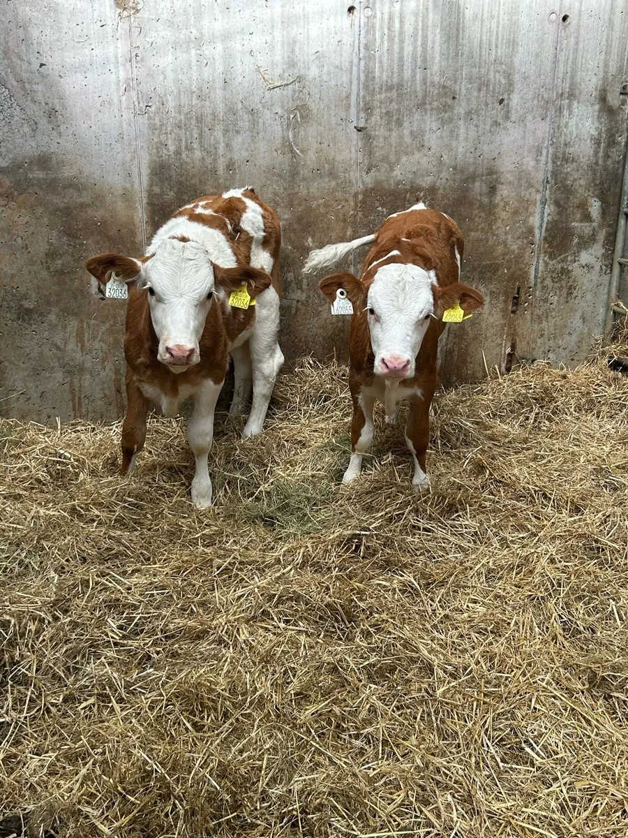 2PB Simmental Heifer Runners - Image 1