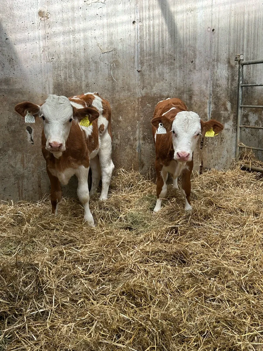 2PB Simmental Heifer Runners - Image 2