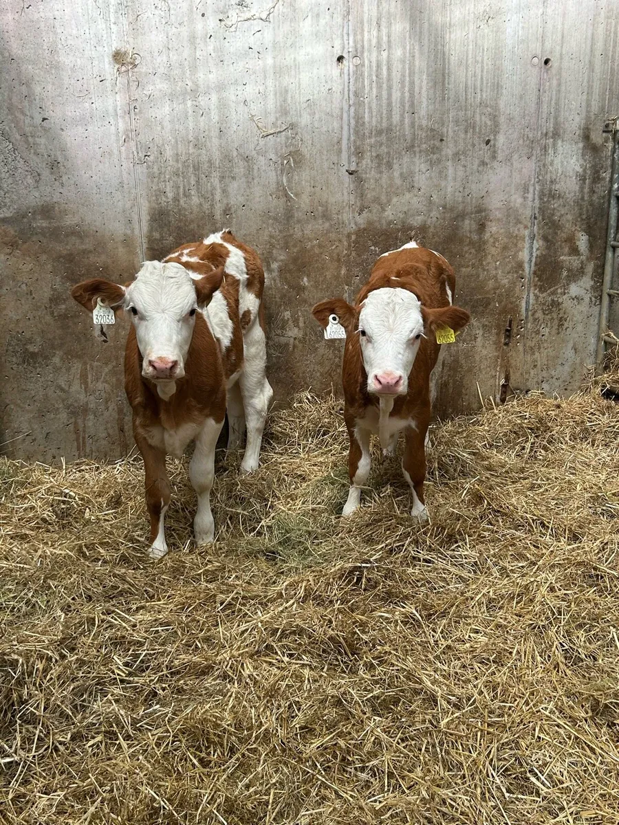 2PB Simmental Heifer Runners - Image 3