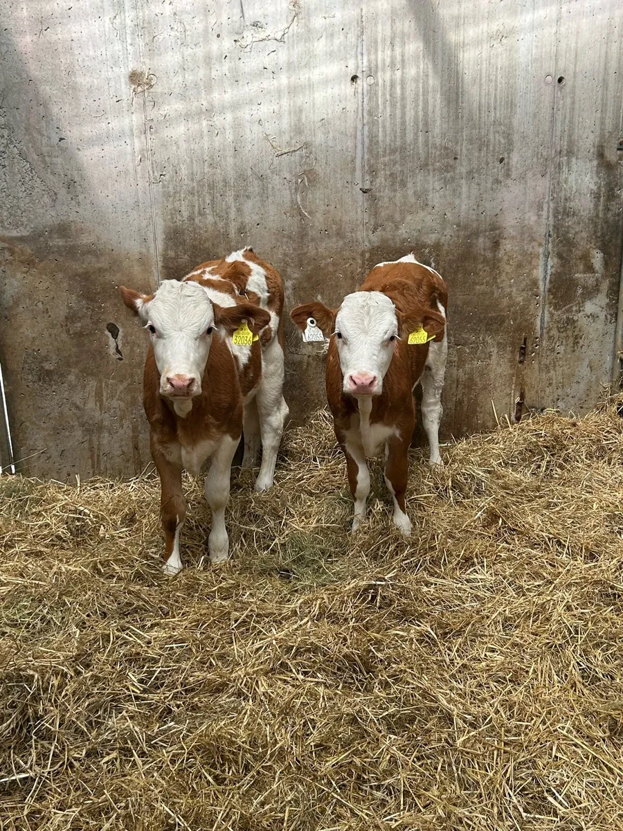 2PB Simmental Heifer Runners - Image 4