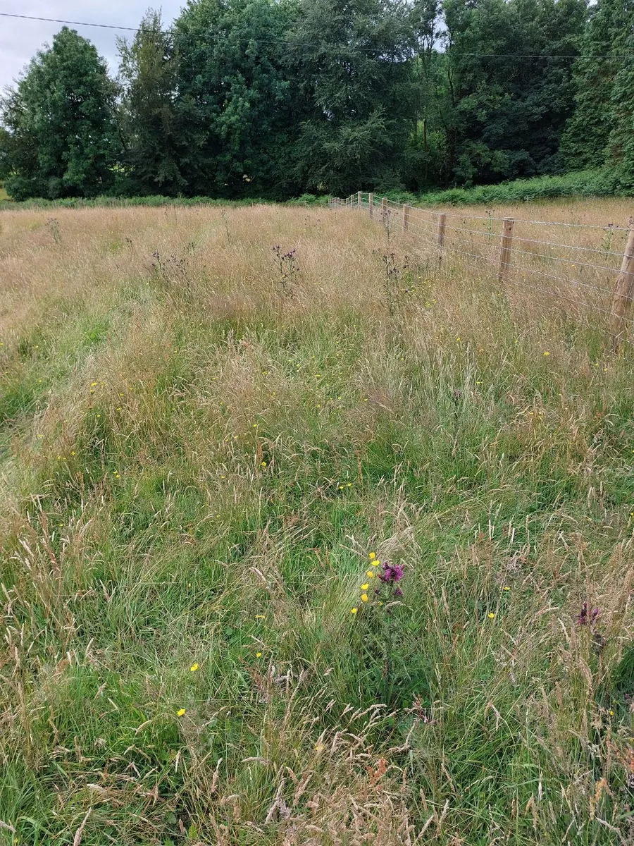 Site - Image 2