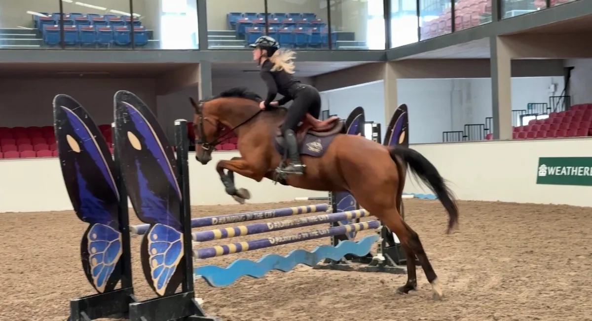 Talented Gelding Alrounder - Image 1