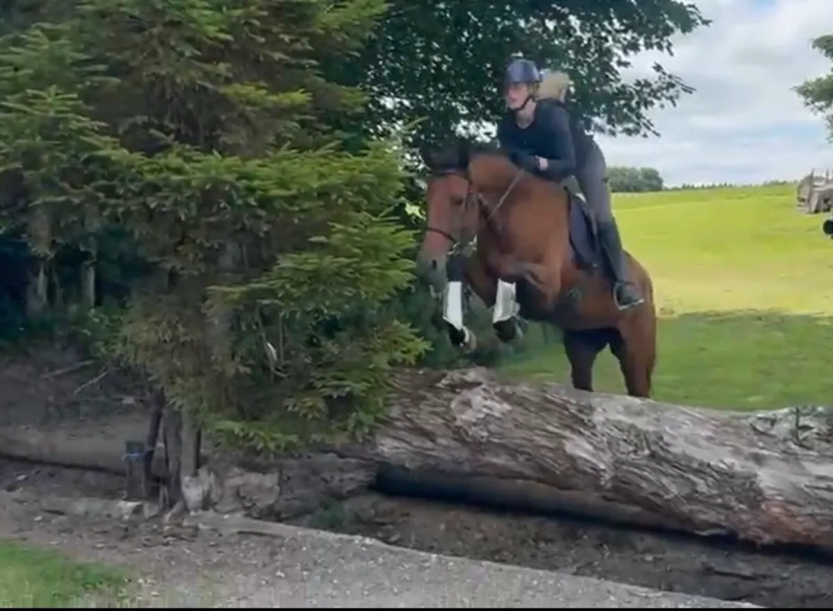 Talented Gelding Alrounder - Image 2
