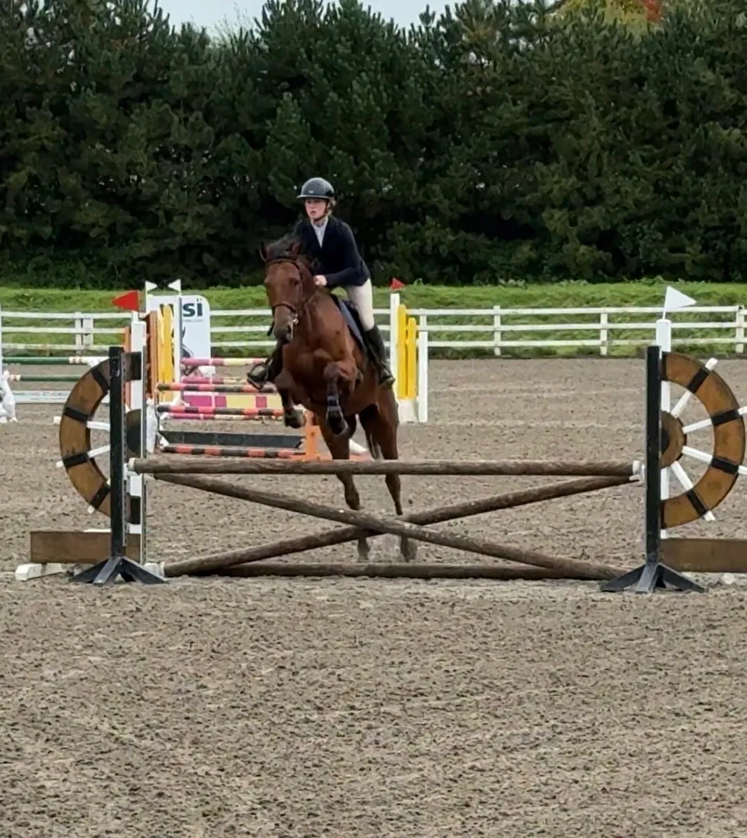 Talented Gelding Alrounder - Image 3