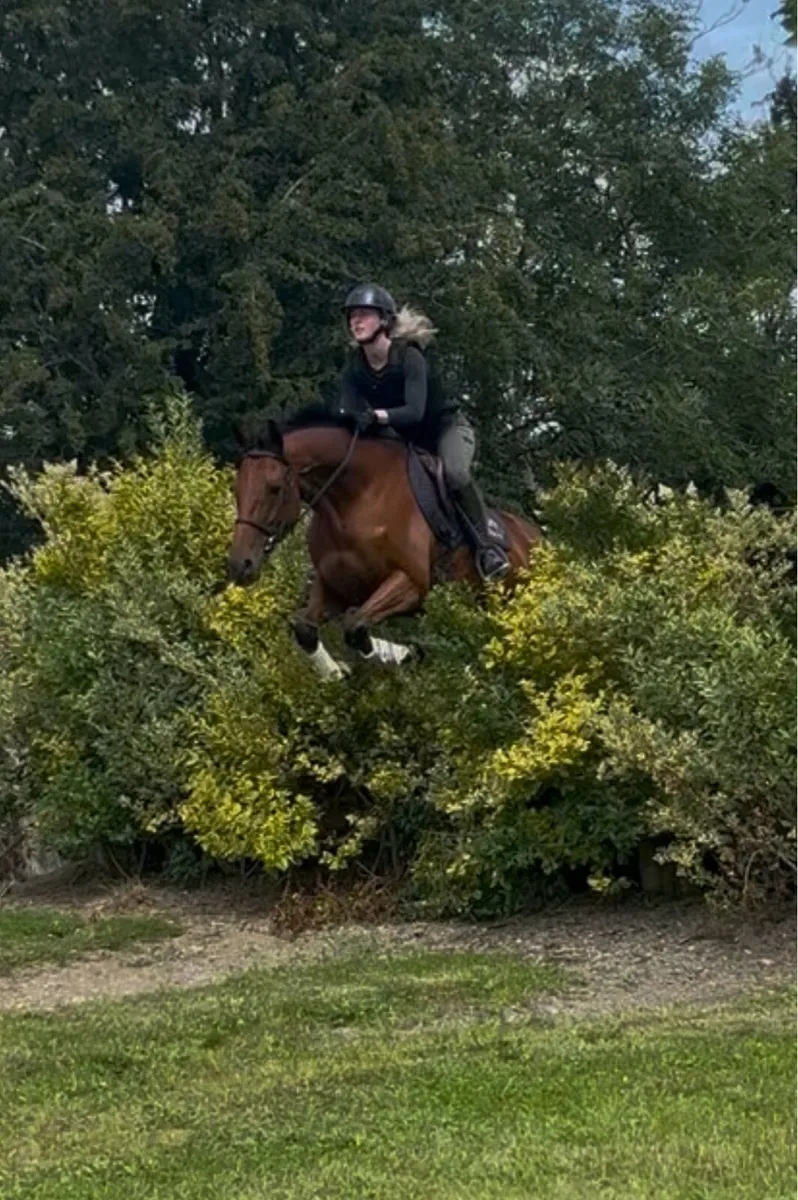 Talented Gelding Alrounder - Image 4