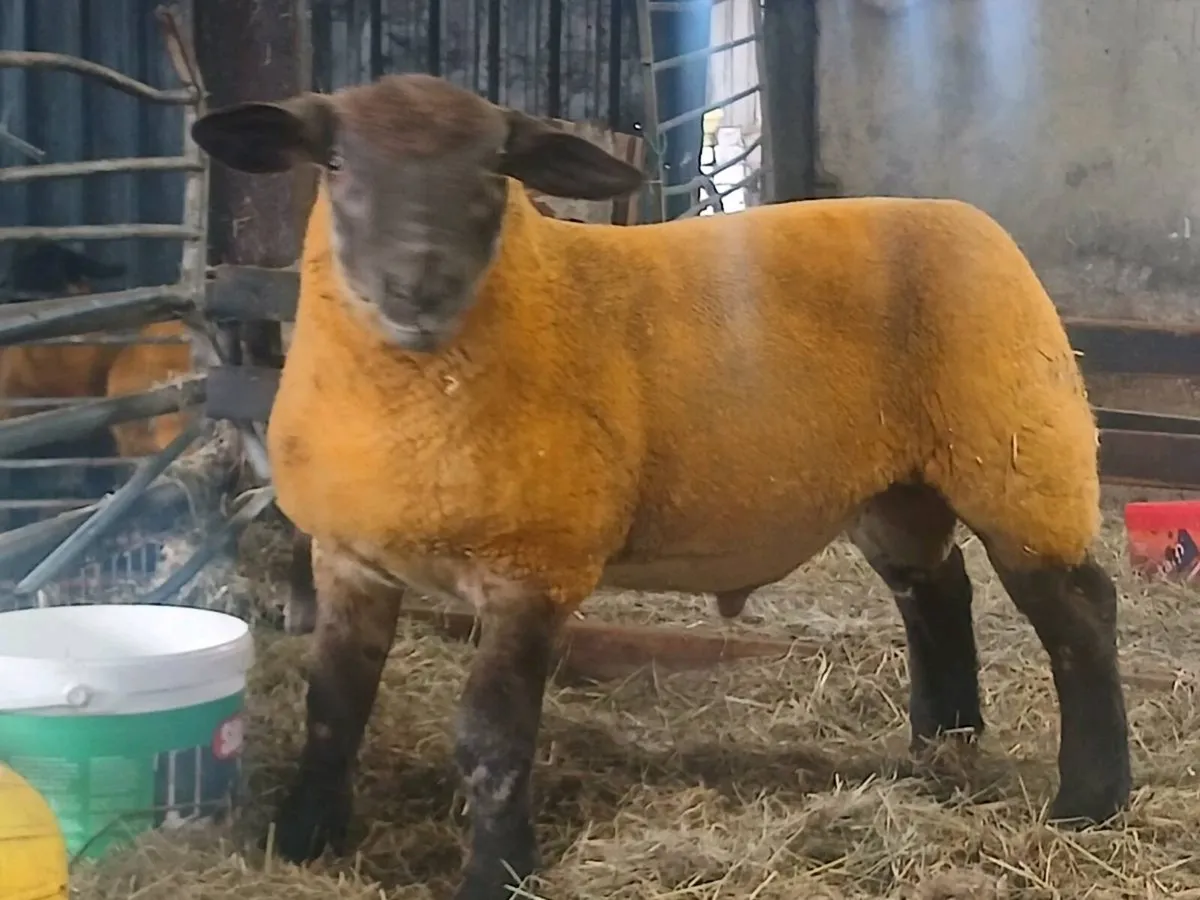 Suftex Ran Lamb - Image 1