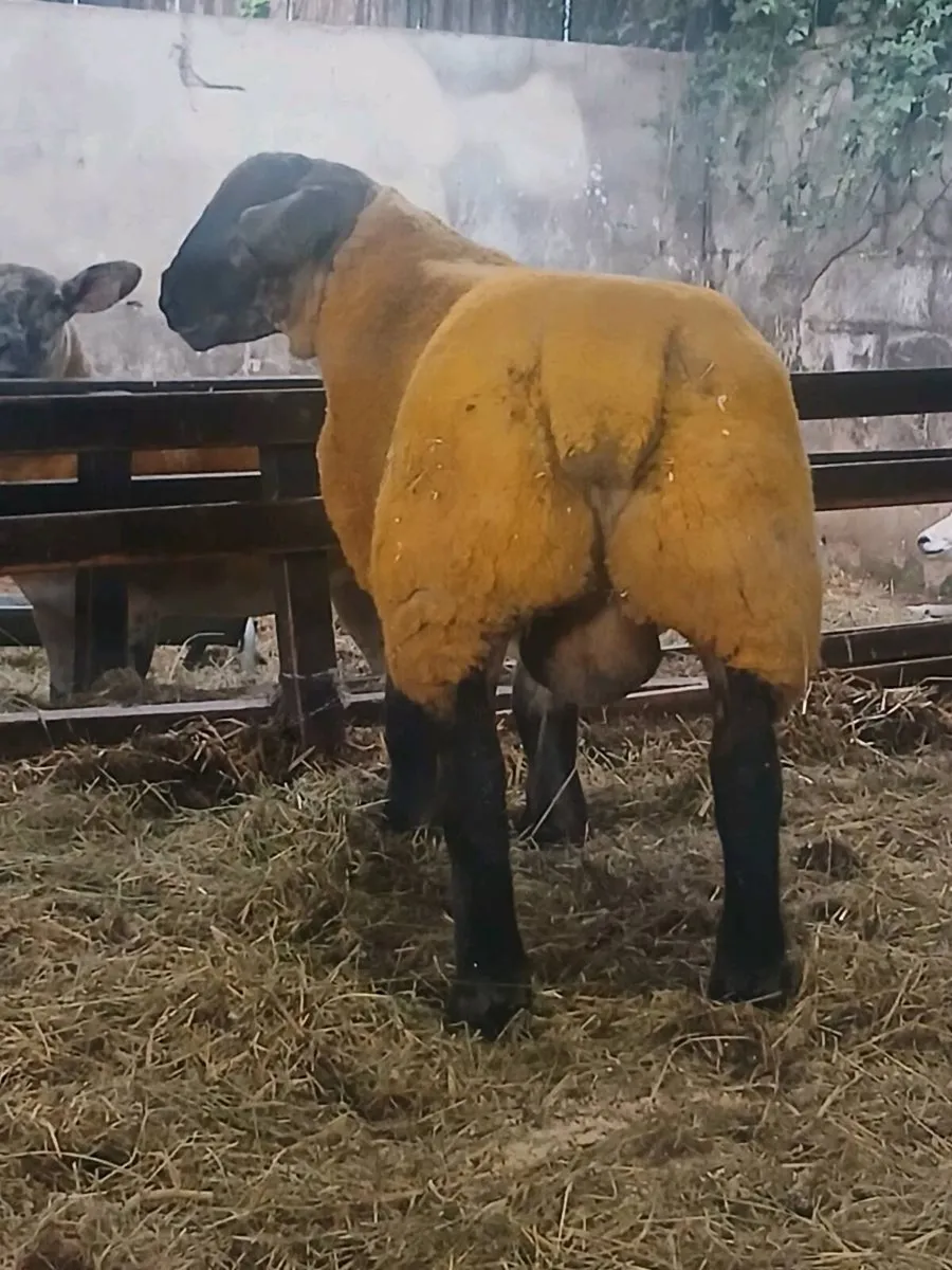 Suftex Ran Lamb - Image 2