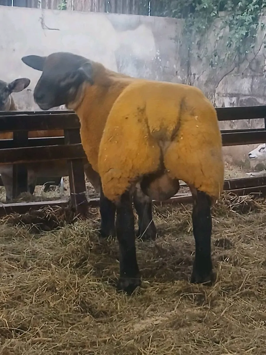 Suftex Ran Lamb - Image 3