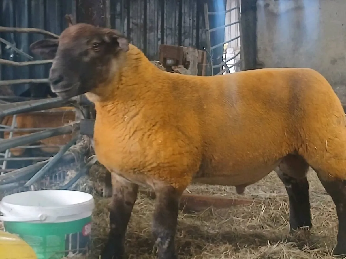 Suftex Ran Lamb - Image 4