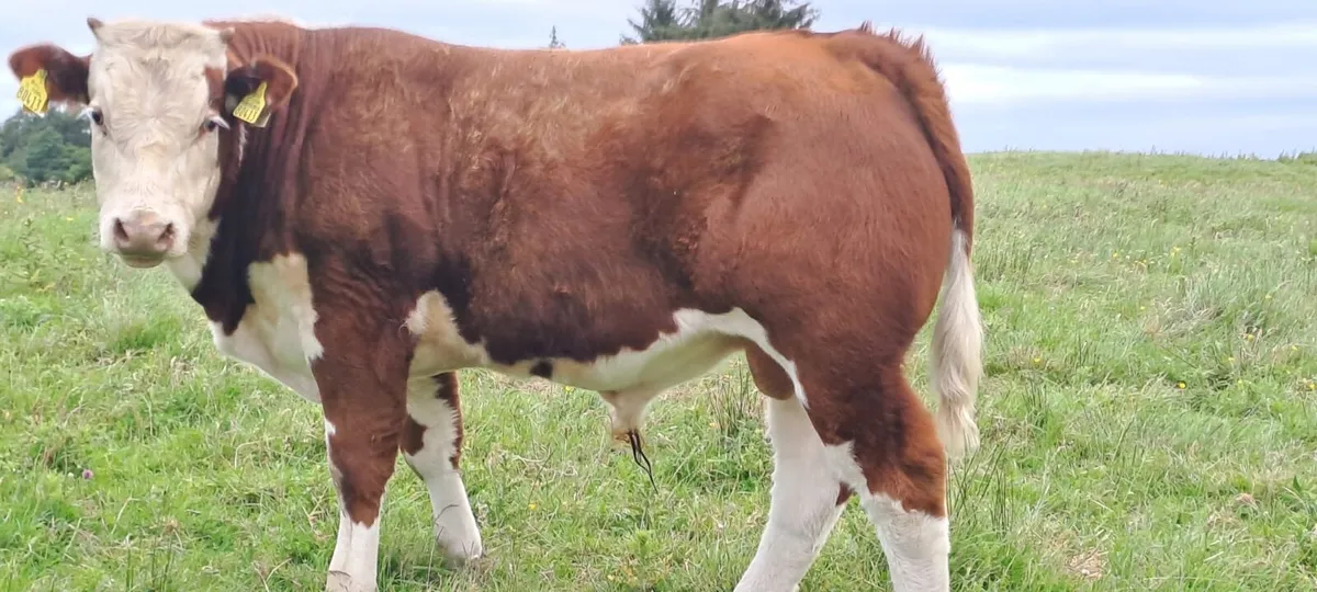 Organic BB bull weanlings - Ballina Mart - Image 1