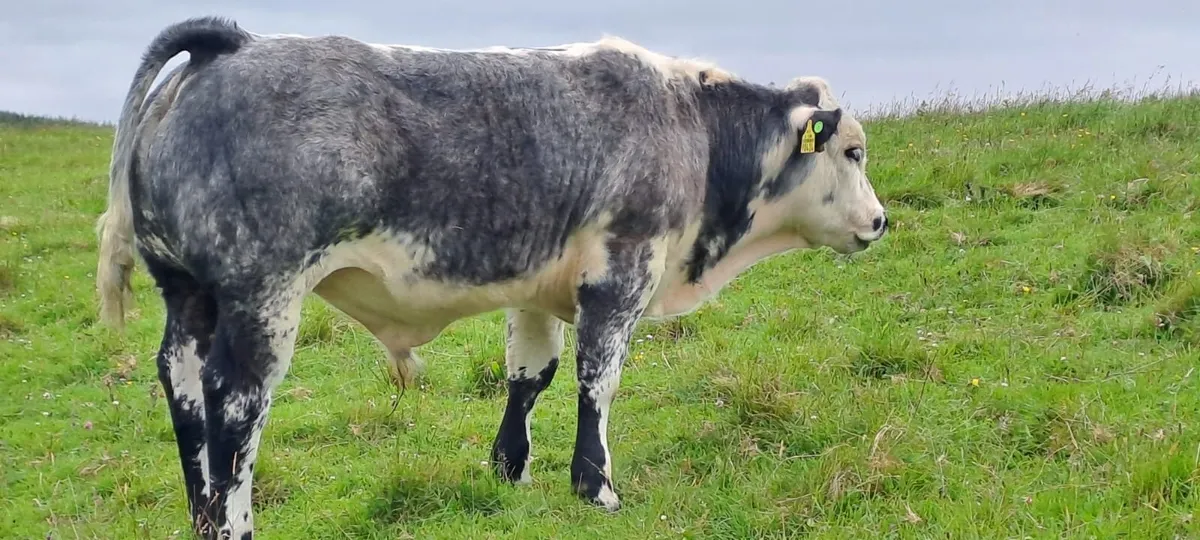 Organic BB bull weanlings - Ballina Mart - Image 2