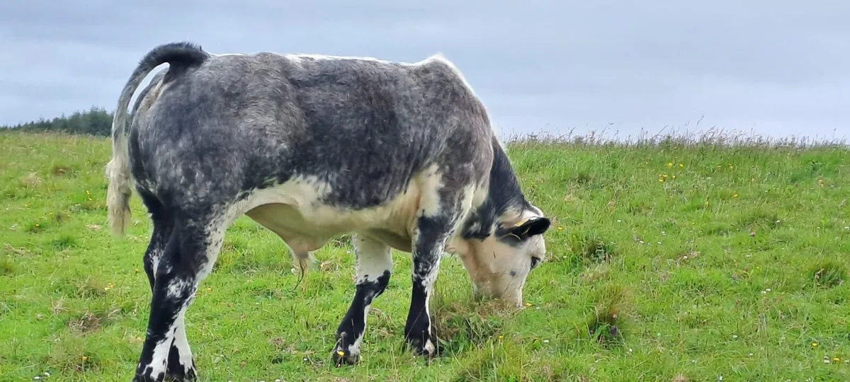 Organic BB bull weanlings - Ballina Mart - Image 3
