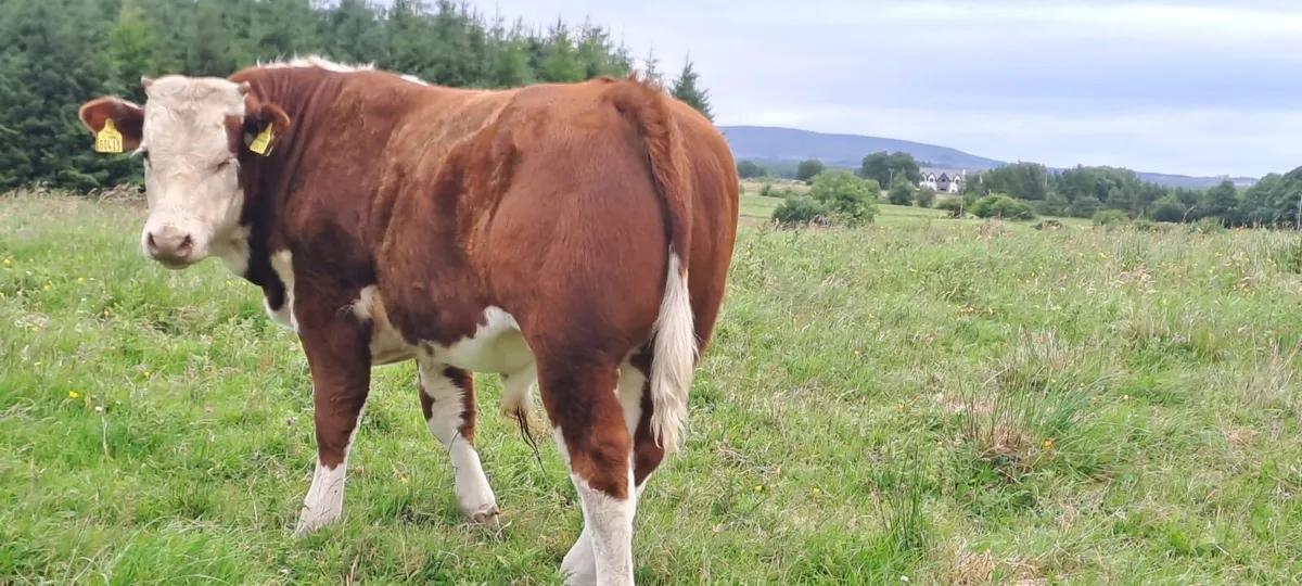 Organic BB bull weanlings - Ballina Mart - Image 4
