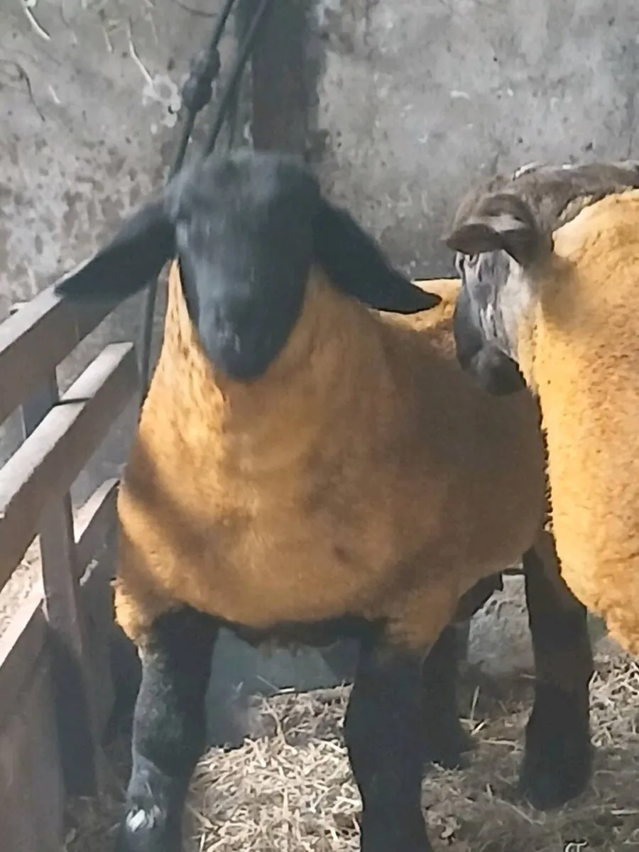 Pedigree Suffolk Ram Lambs - Image 1