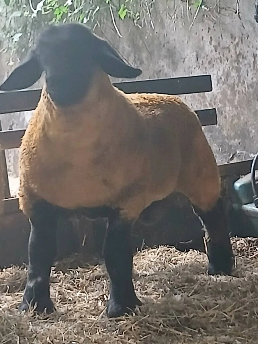 Pedigree Suffolk Ram Lambs - Image 2