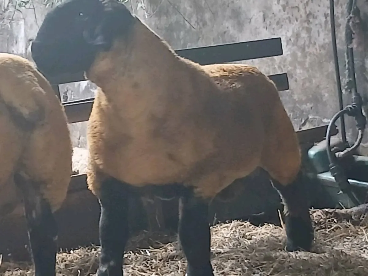 Pedigree Suffolk Ram Lambs - Image 3
