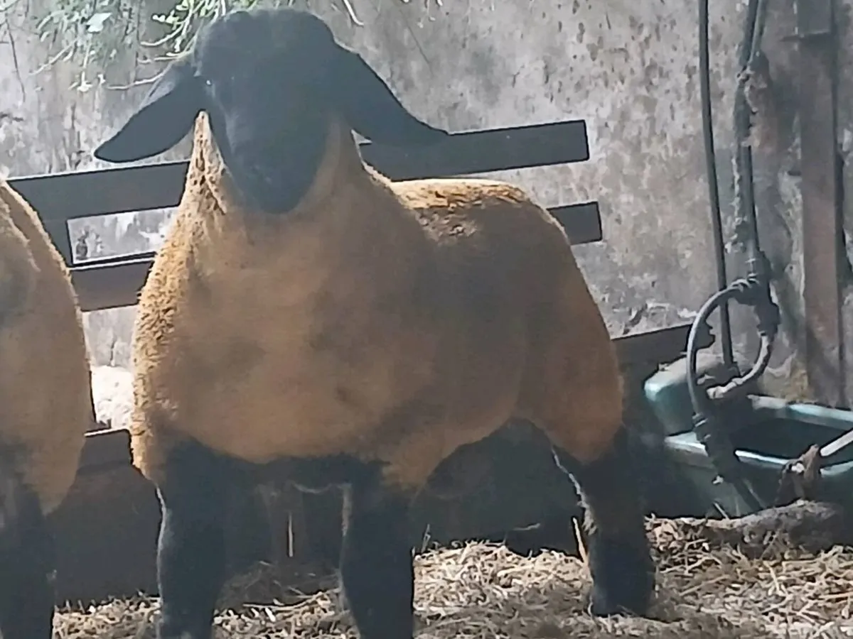 Pedigree Suffolk Ram Lambs - Image 4