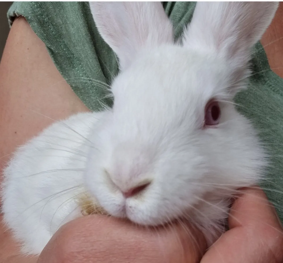 New zealand rabbit - Image 1