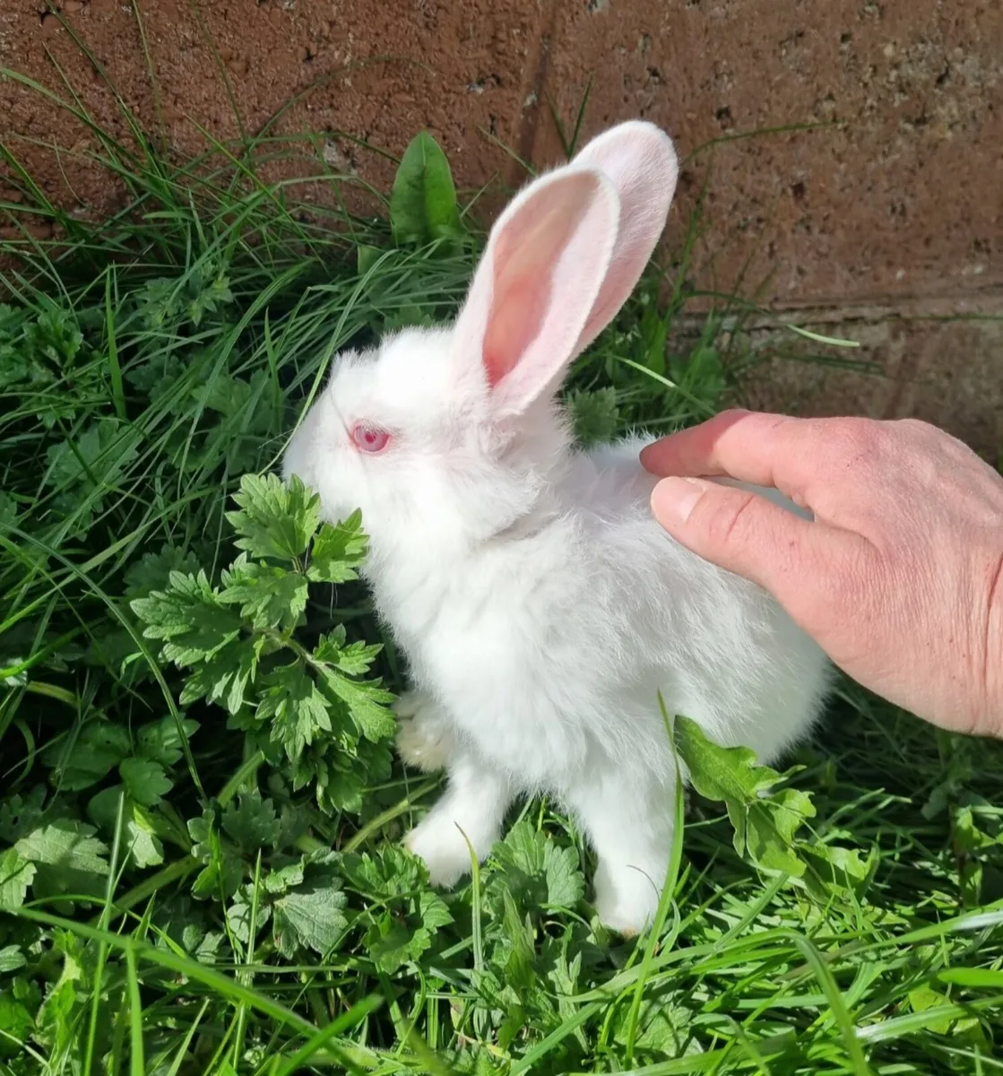 New zealand rabbit - Image 2