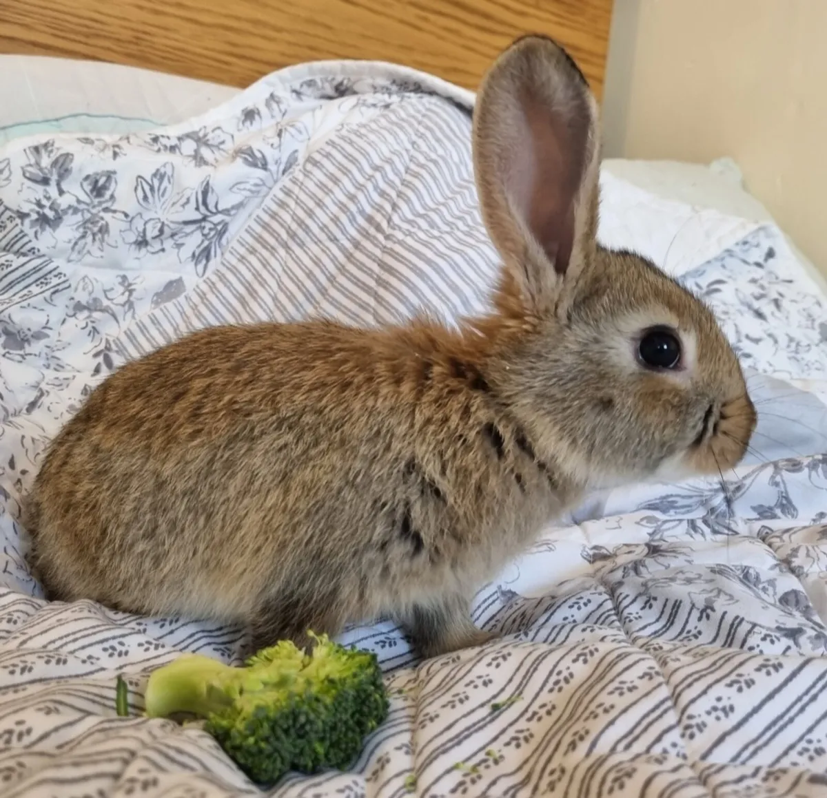 New zealand rabbit - Image 3